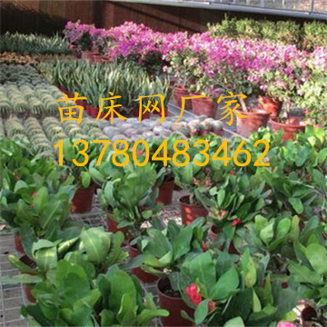 <a href='/' target='_blank'><a href='/' target='_blank'>溫室苗床</a>網(wǎng)</a>