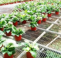 觀(guān)賞花網(wǎng)片